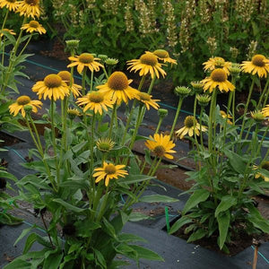 Kismet® Yellow Coneflower Full Plant