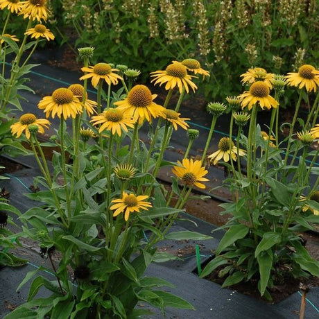 Kismet® Yellow Coneflower Full Plant