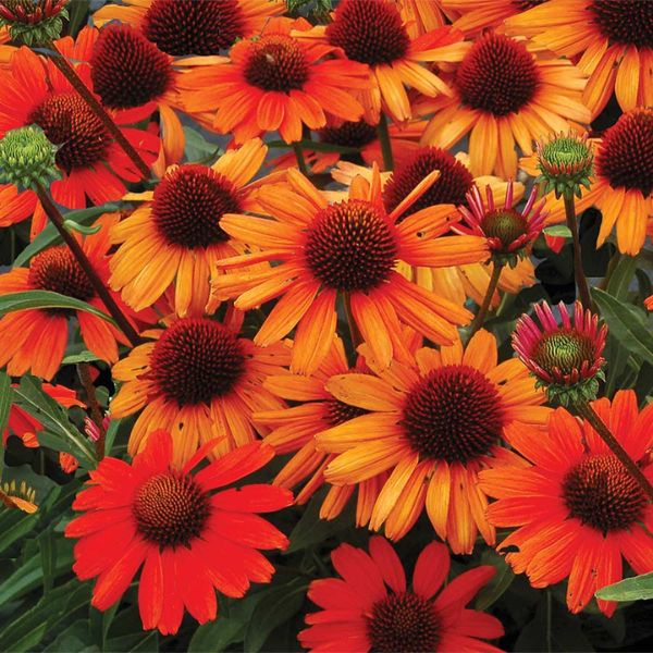 Kismet® Intense Orange Coneflower Blooms