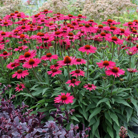 Kismet Raspberry Coneflower Bed