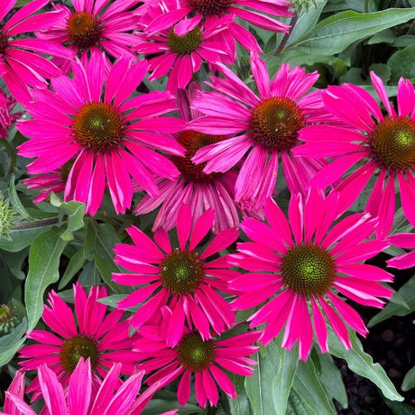 Kismet Raspberry Coneflower Close Up