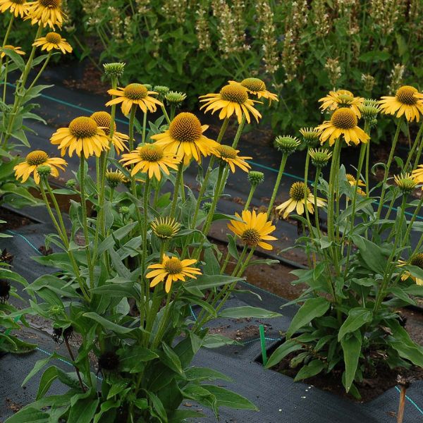 Kismet® Yellow Coneflower Full Plant
