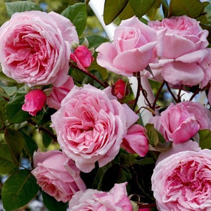 Kiss Me Kate Arborose® Climbing Rose - Rose - Nature Hills Nursery - 3 Container - 