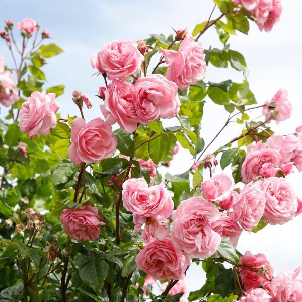 Kiss Me Kate Arborose® Climbing Rose