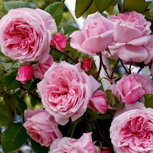 Kiss Me Kate Arborose® Climbing Rose