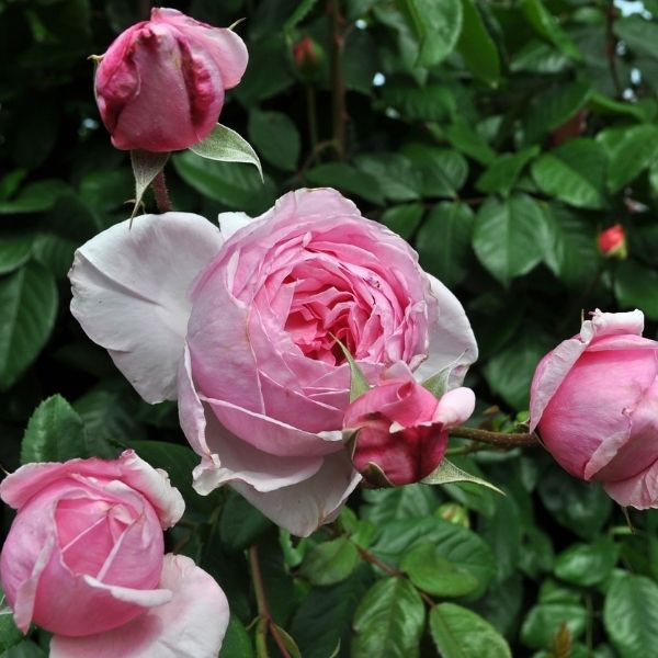 Kiss Me Kate Arborose® Climbing Rose