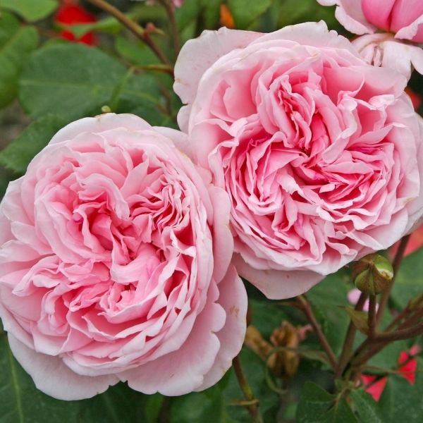 Kiss Me Kate Arborose® Climbing Rose