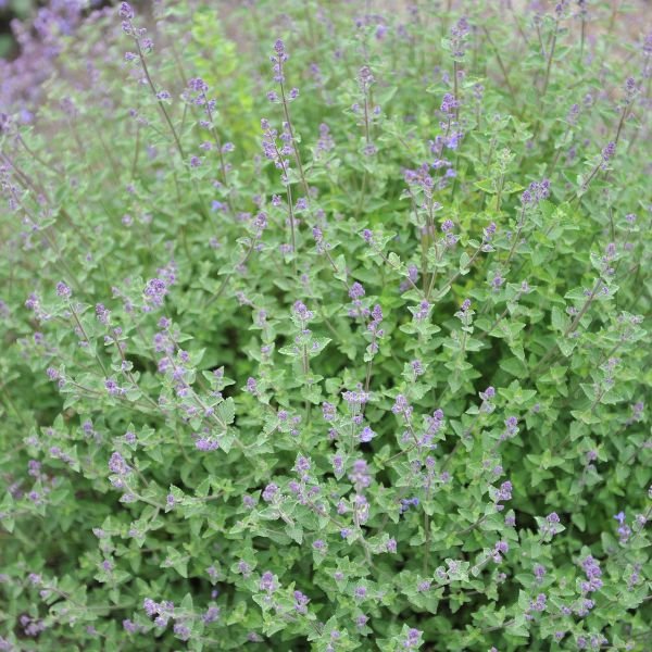 Kit Cat Catmint - Nature Hills Nursery - #1 Container 2 Pack - 