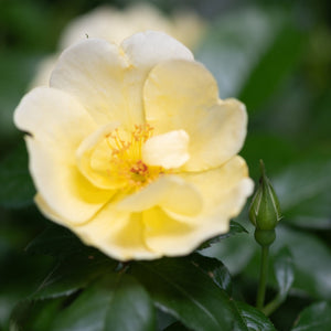 Knock Out Easy Bee-zy shrub rose displaying soft yellow blooms and a green bud against dark green foliage.