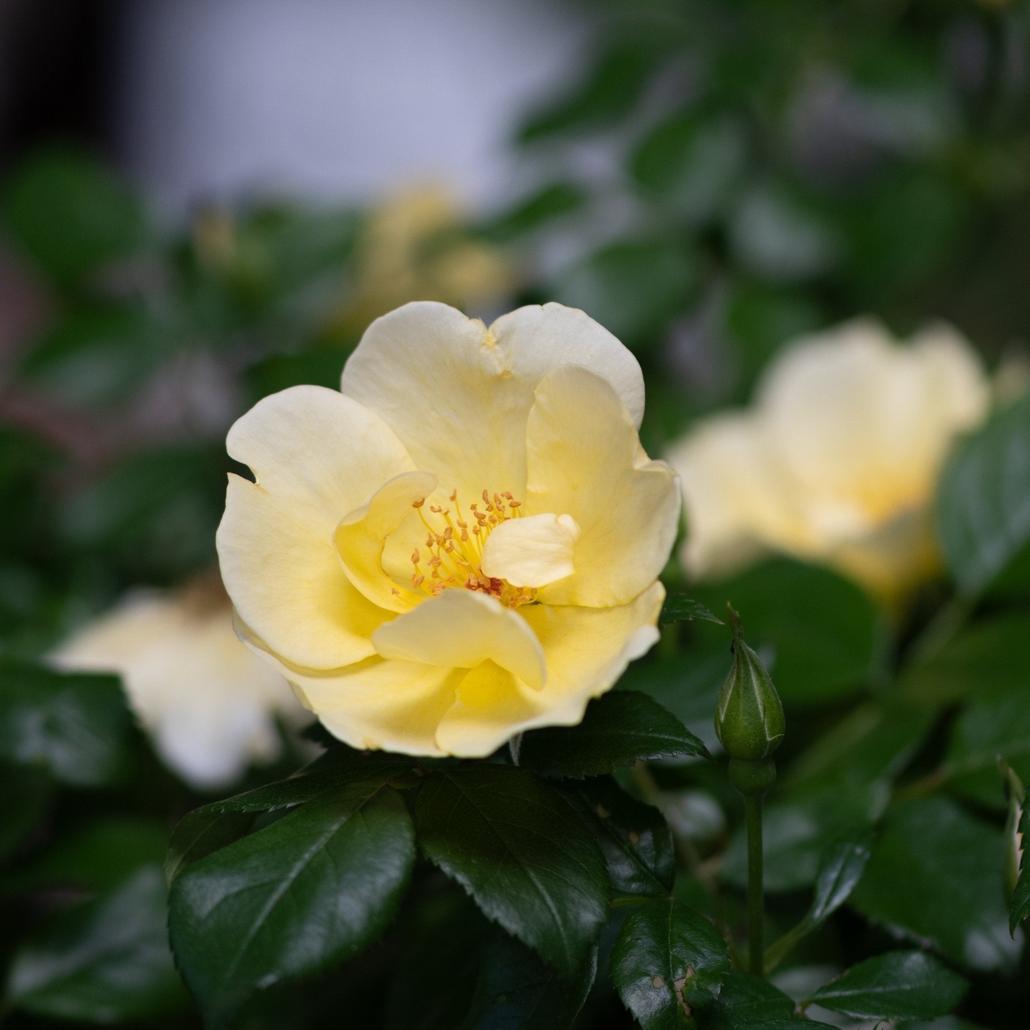 Knock Out® Easy Bee - zy™ Shrub Rose | Buy at NatureHills.com