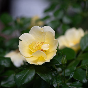 Yellow Knock Out Easy Bee-zy Shrub Rose bloom with golden stamens and dark green foliage in a garden setting.