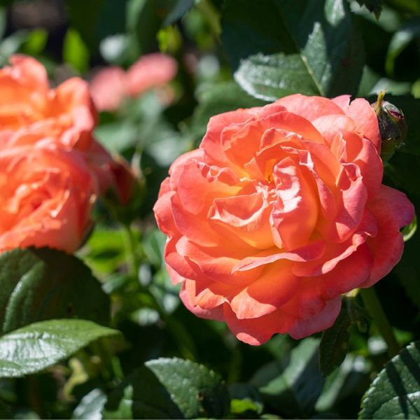 Knock Out Orange Glow Shrub Rose | Buy at NatureHills.com #2 Container Knock Out Orange Glow Shrub Rose | Buy at NatureHills.com #2 Container