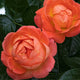 Plants Under $30