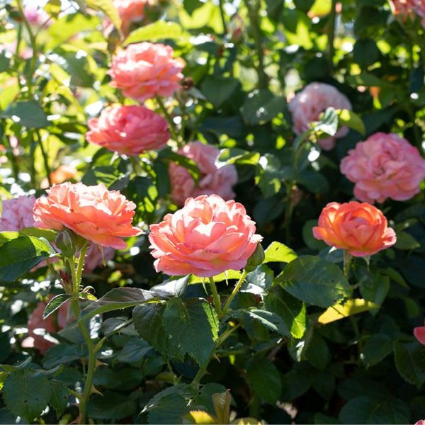 Knock Out® Orange Glow™ Shrub Rose - Nature Hills Nursery - #2 Container - 