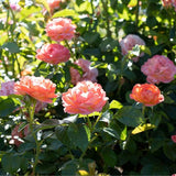 Knock Out® Orange Glow™ Shrub Rose - Nature Hills Nursery - #2 Container - 