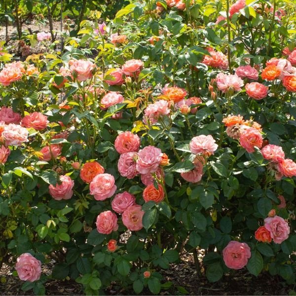 Knock Out® Orange Glow™ Shrub Rose - Nature Hills Nursery - #2 Container - 