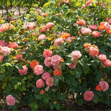 Knock Out® Orange Glow™ Shrub Rose - Nature Hills Nursery - #2 Container - 
