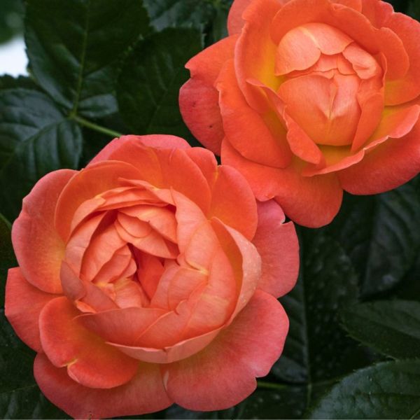 Knock Out® Orange Glow™ Shrub Rose - Nature Hills Nursery - #2 Container - 