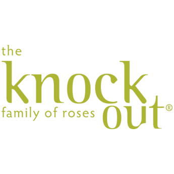 Knockout Roses Transparent Background Shop Plant Brands at Nature Hills | America's Largest Online Nursery