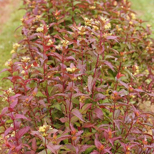 Kodiak&reg; Red Bush Honeysuckle