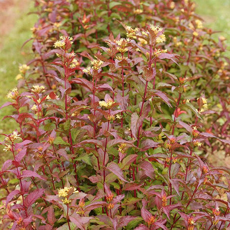Kodiak&reg; Red Bush Honeysuckle