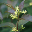 Kodiak&reg; Red Bush Honeysuckle