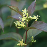 Kodiak&reg; Red Bush Honeysuckle