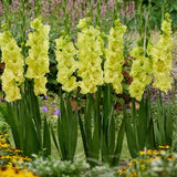 Koi Gladiolus - Nature Hills Nursery - 12 Pack Bulbs - 