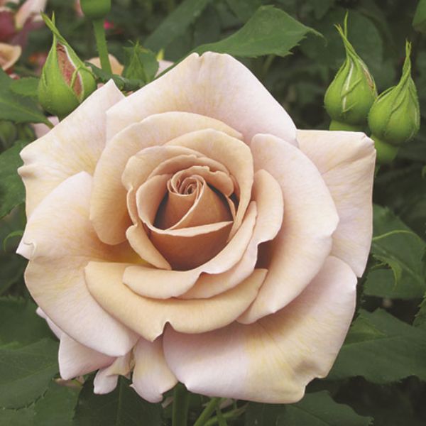 Koko Loko&trade; Floribunda Rose