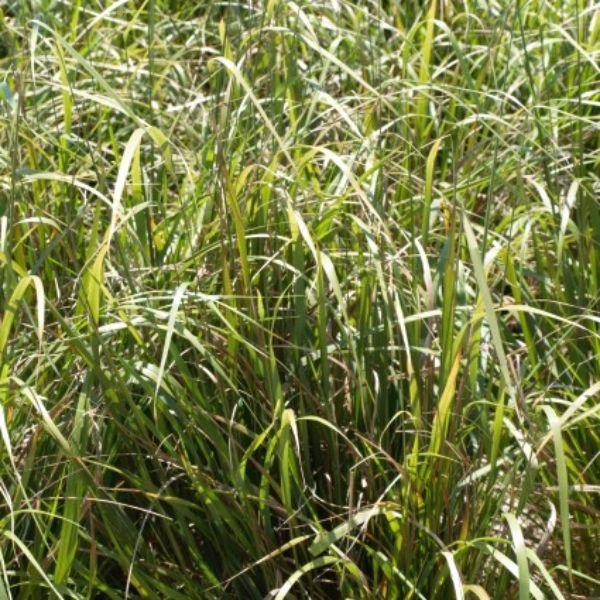 Korean Feather Reed Grass