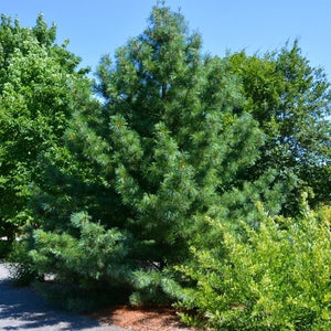 Korean Pine Tree - Tree - Nature Hills Nursery - 