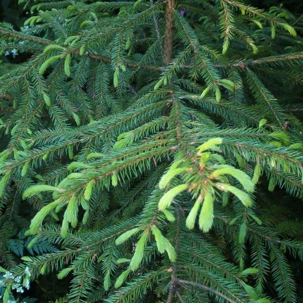 Korean Spruce Tree - Tree - Nature Hills Nursery - 