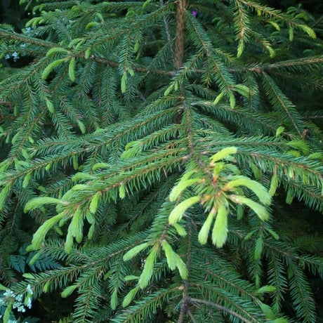 Korean Spruce Tree - Tree - Nature Hills Nursery - 