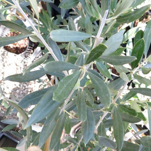 Koroneiki Olive Tree - Nature Hills Nursery - #1 Container - 