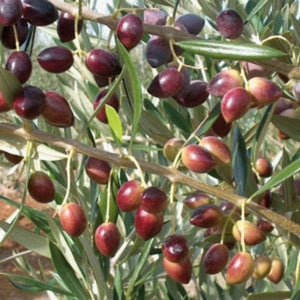 Koroneiki Olive Tree - Nature Hills Nursery - #1 Container - 
