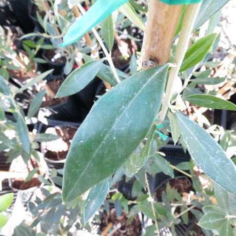 Koroneiki Olive Tree - Nature Hills Nursery - #1 Container - 