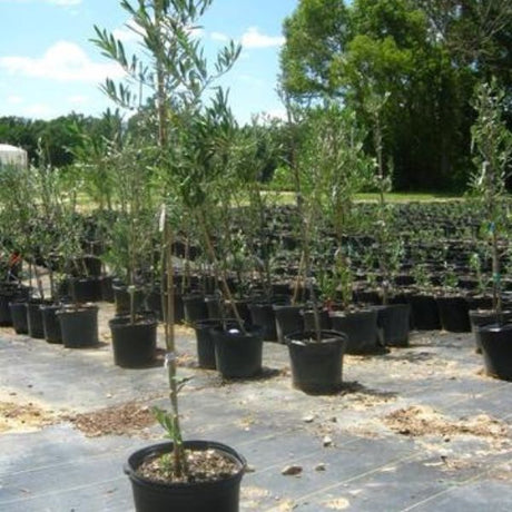 Koroneiki Olive Tree - Nature Hills Nursery - #1 Container - 