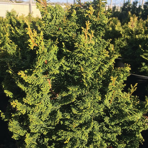 Koster's False Cypress - Nature Hills Nursery - #1 Container - 