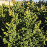 Koster's False Cypress - Nature Hills Nursery - #1 Container - 