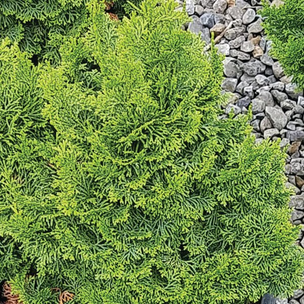 Koster's False Cypress - Nature Hills Nursery - #1 Container - 