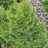 Koster's False Cypress - Nature Hills Nursery - #1 Container - 