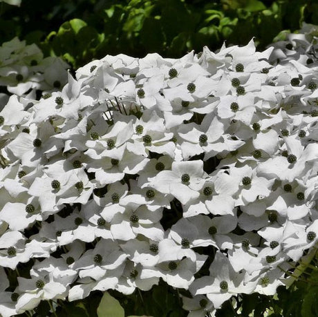 Close-up of pink, white cornus flowers on Kousa Dogwood Tree blooming in late spring.