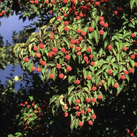 Kousa Dogwood Tree (Cornus kousa chinensis) growing in a garden landscape, showing mature tree form.