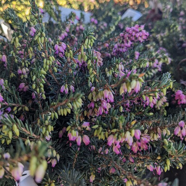 Kramer's Red Winter Heath - Nature Hills Nursery - #1 Container - 