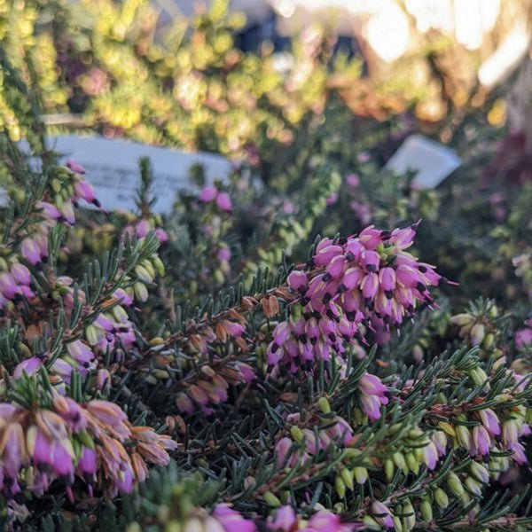 Kramer's Red Winter Heath - Nature Hills Nursery - #1 Container - 