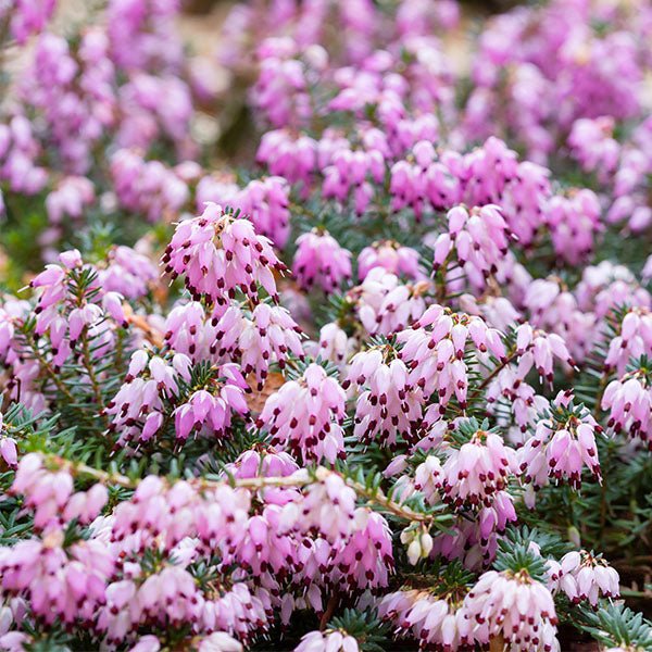 Kramer's Red Winter Heath - Nature Hills Nursery - #1 Container - 