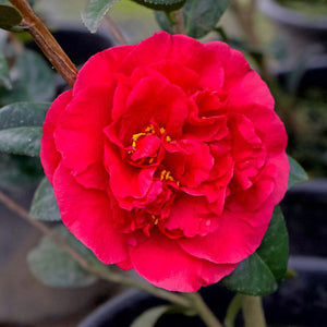Kramer's Supreme Camellia - Nature Hills Nursery - #5 Container - 