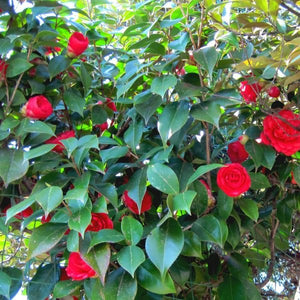 Kramer's Supreme Camellia - Nature Hills Nursery - #5 Container - 