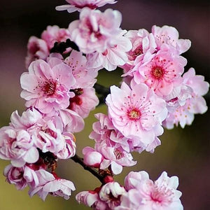 Krauter Vesuvius Purple Leaf Flowering Plum - Nature Hills Nursery - 4x4x6 Container 2 - 3 Feet - 
