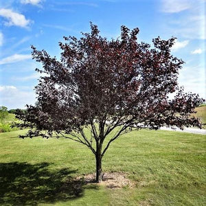 Krauter Vesuvius Purple Leaf Flowering Plum - Nature Hills Nursery - 4x4x6 Container 2 - 3 Feet - 